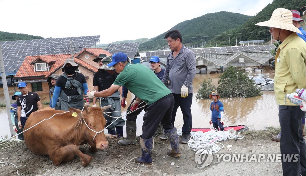 익사 위기의 소 구조작전
