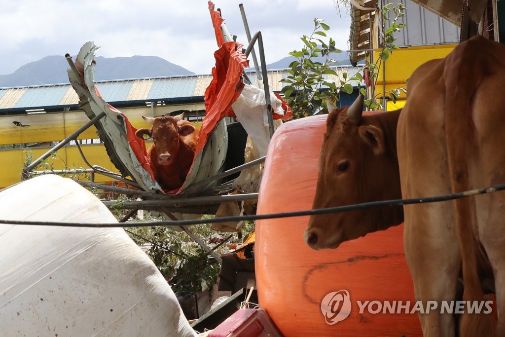 겨우 살아난 소들