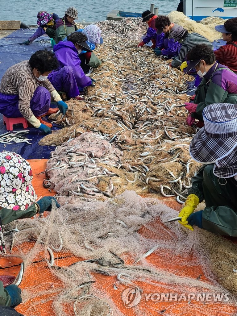 Big haul of sand lance in S. Korea Big haul of sand lance in S. Korea
