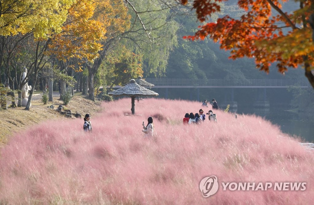 단풍과 핑크뮬리로 깊어가는 가을