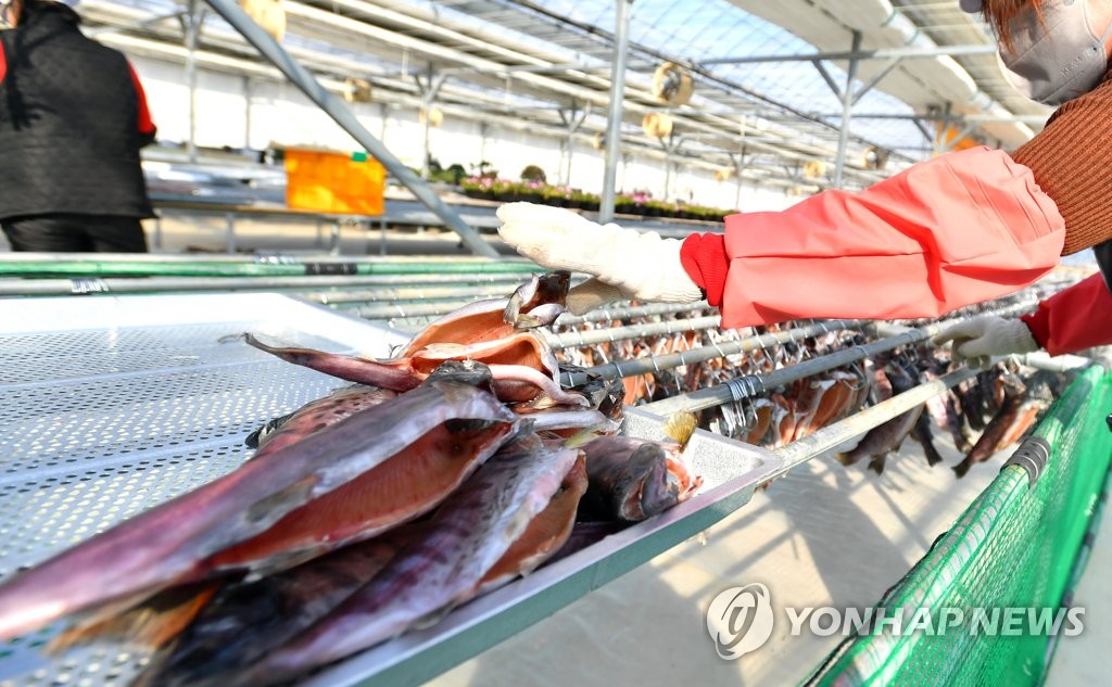 '축제 대신 상품화' 화천군 산천어 반건조 작업