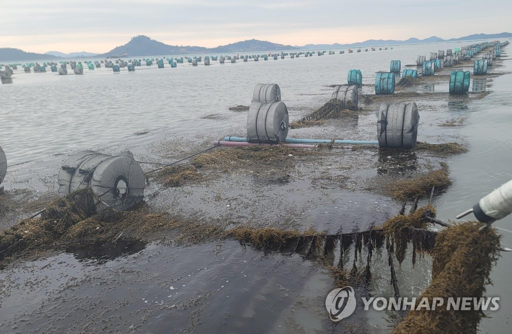 Invasive algae damages seaweed farm Invasive algae damages seaweed farm