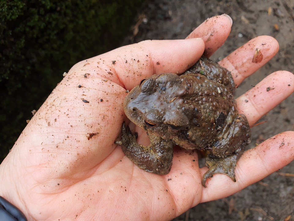 섬진강 두꺼비 산란 시작…"지구 온난화로 예년보다 빨라져"