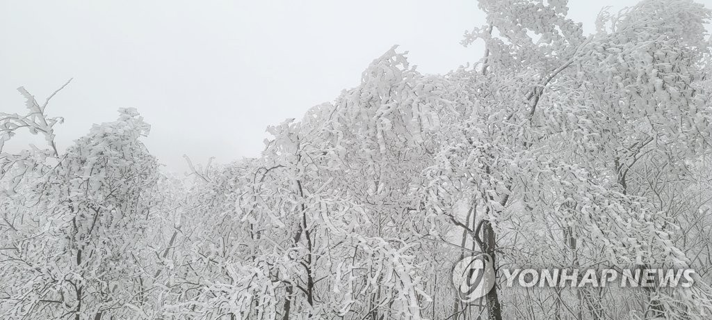 Snowy trees Snowy trees