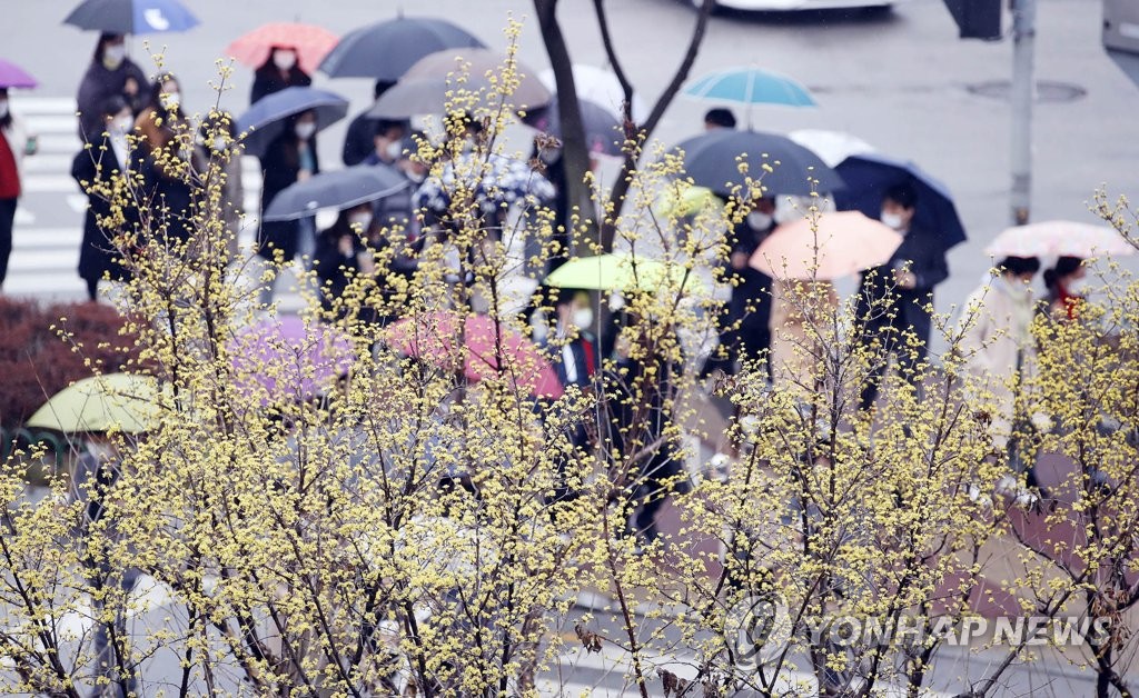 봄비와 산수유꽃