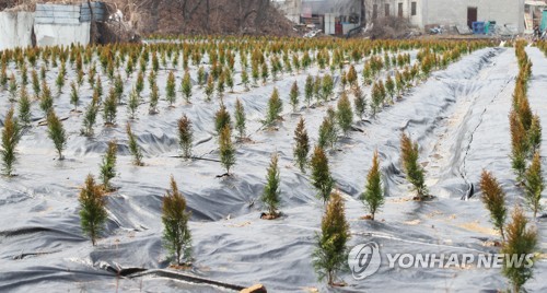 LH 직원 땅투기 의혹 농지에 심어진 묘목