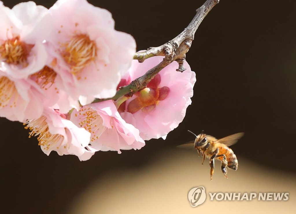 봄기운 타고 퍼지는 매화향
