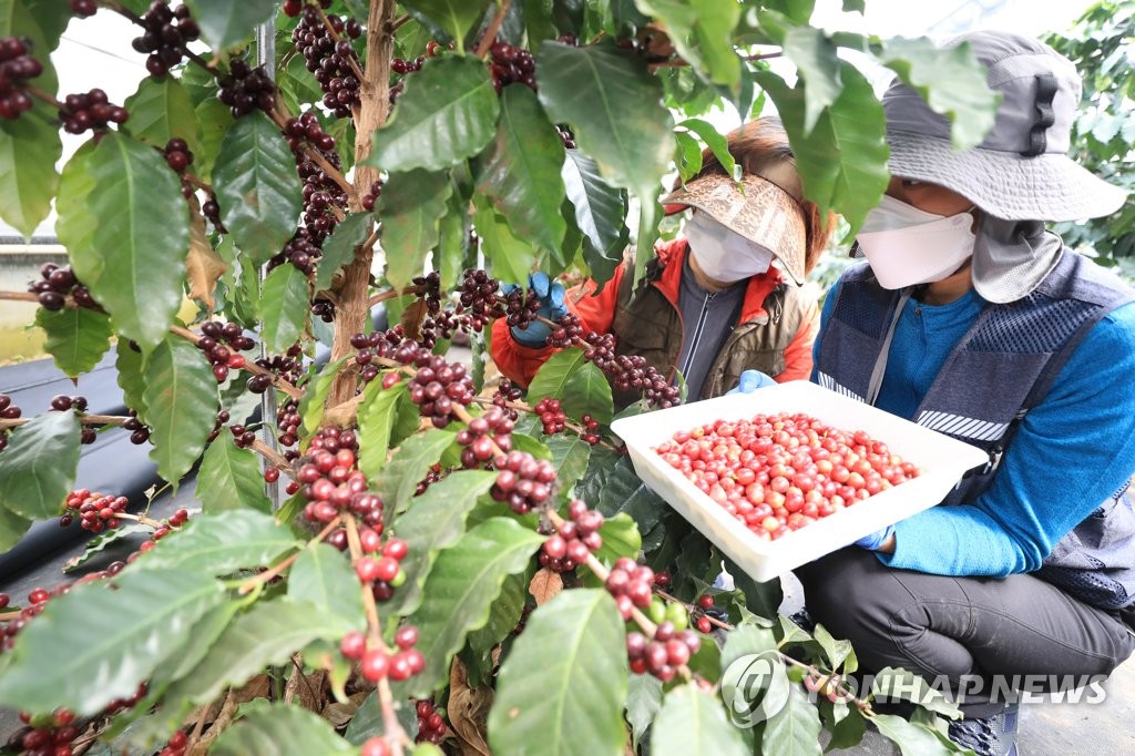 Harvesting coffee beans Harvesting coffee beans