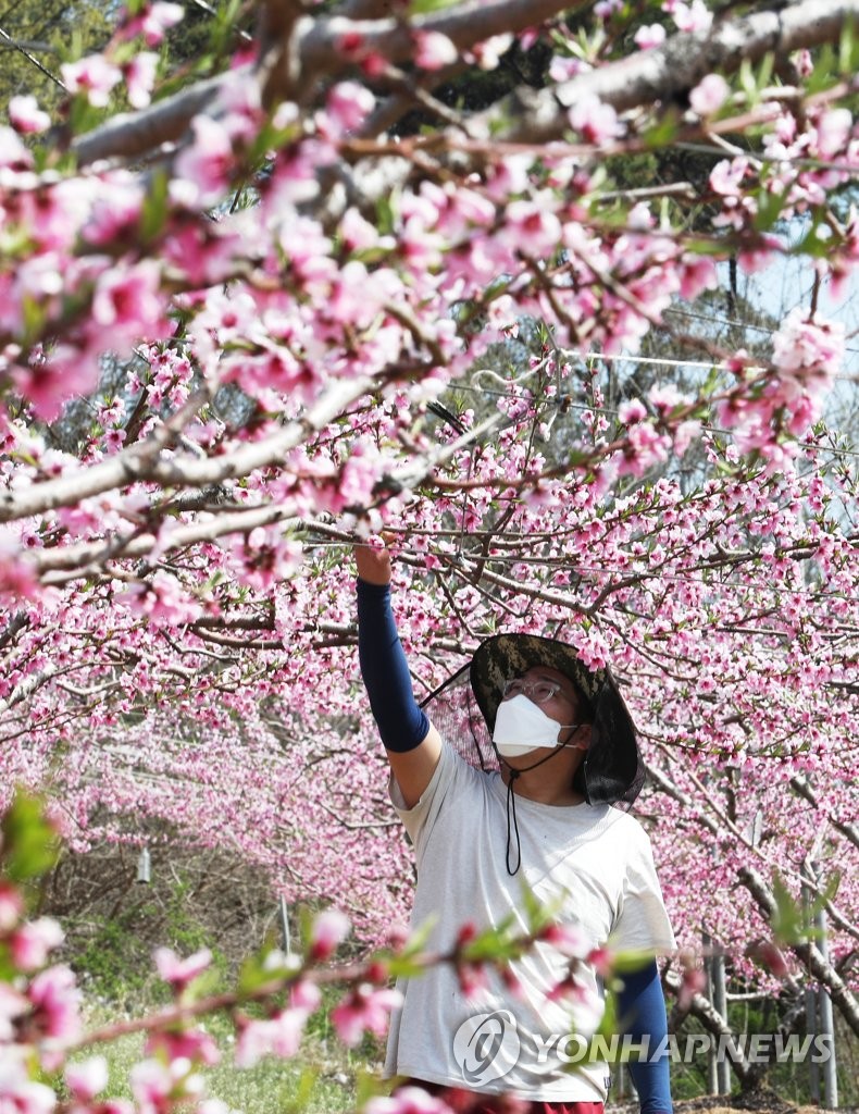 Peach flowers in central S. Korea Peach flowers in central S. Korea