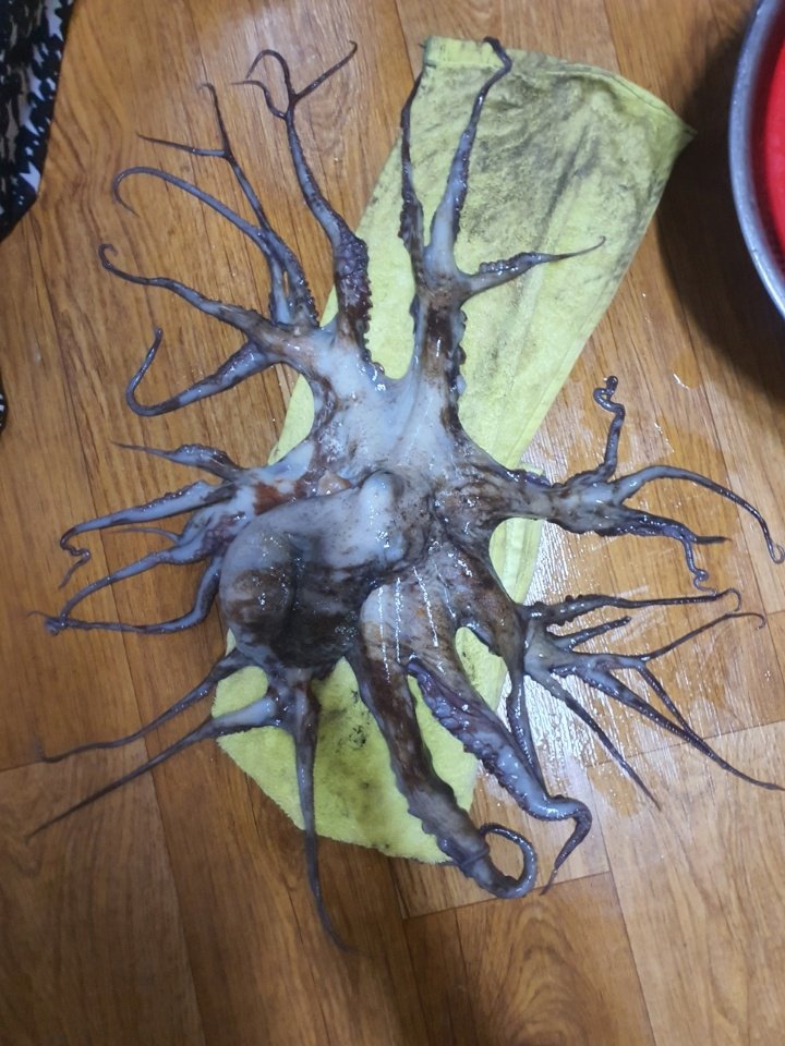 Monster octopus Monster octopus