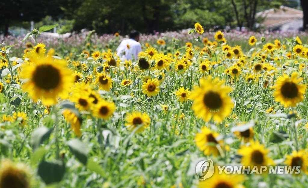 Campo de girasoles Campo de girasoles