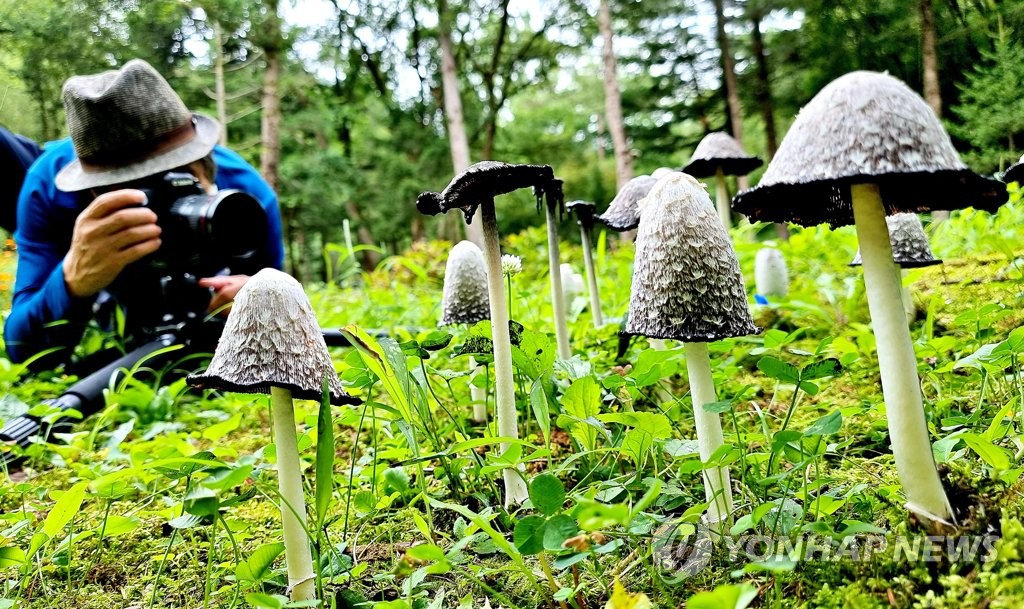 영월 장릉 숲속의 먹물버섯