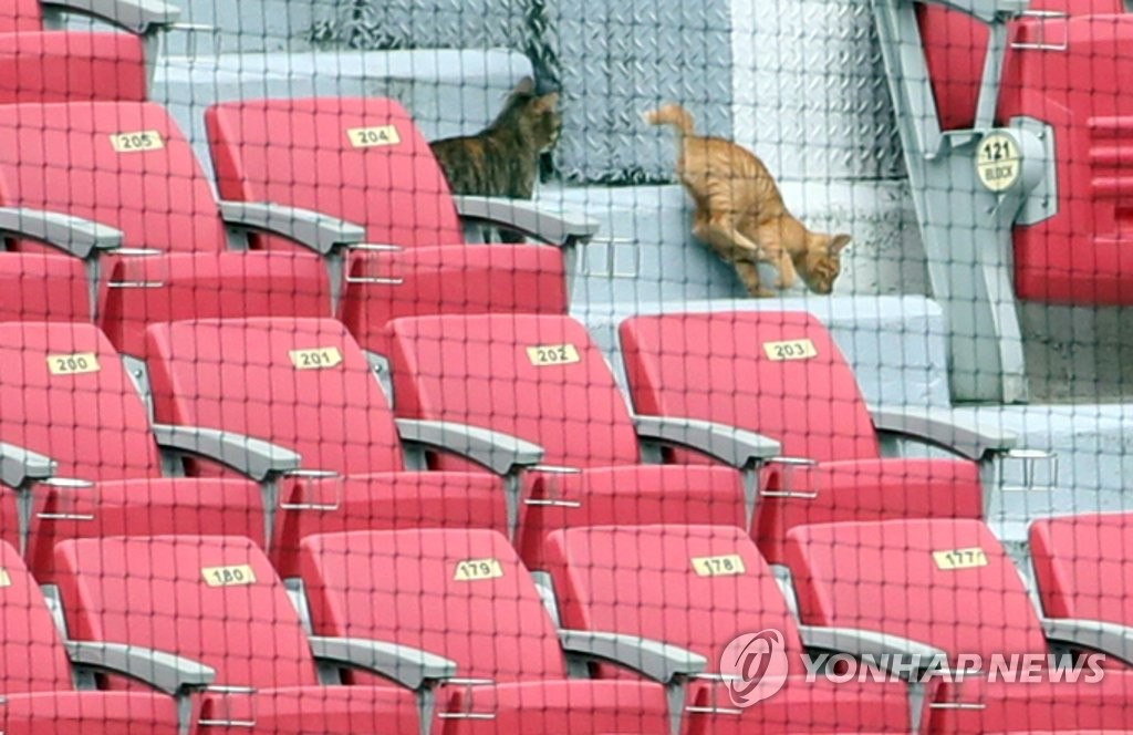 Kittens at empty baseball stadium Kittens at empty baseball stadium