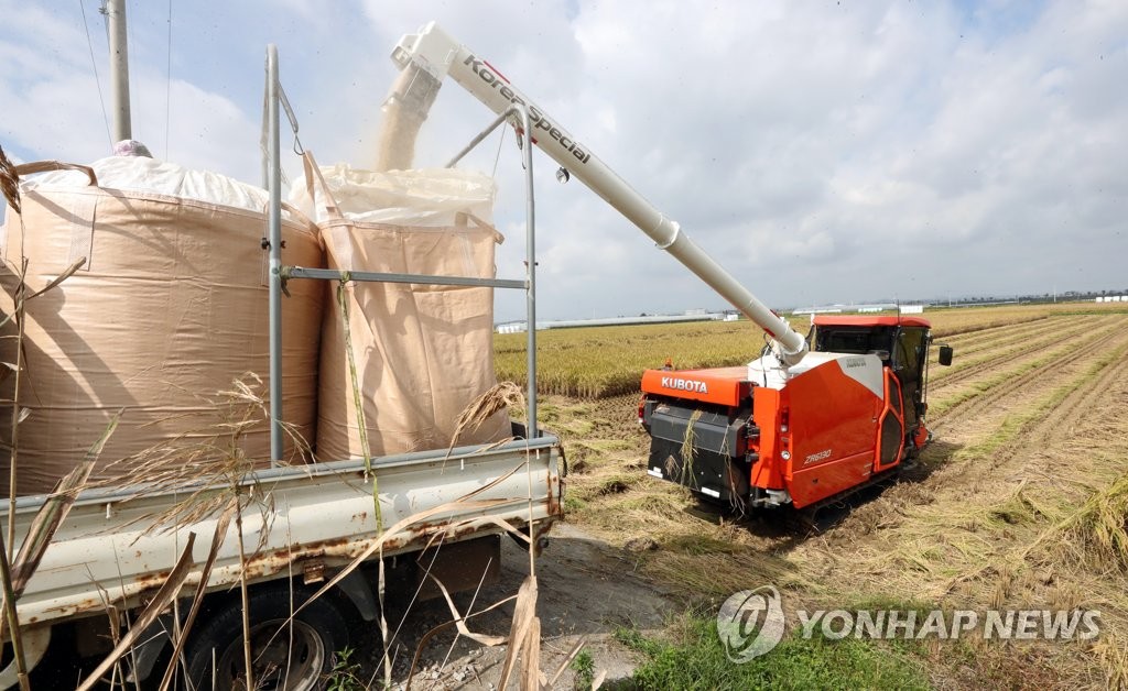 Rice harvesting Rice harvesting