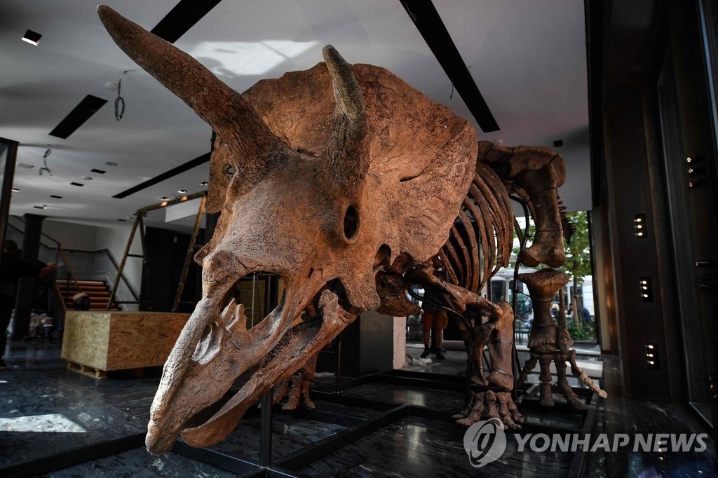 경매 나온 초식 공룡 트리케라톱스의 현존 최대 화석