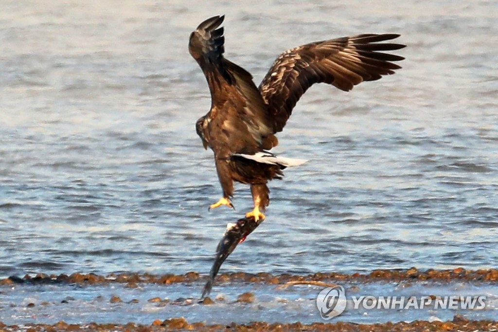 물고기 들고 날아가는 흰꼬리수리