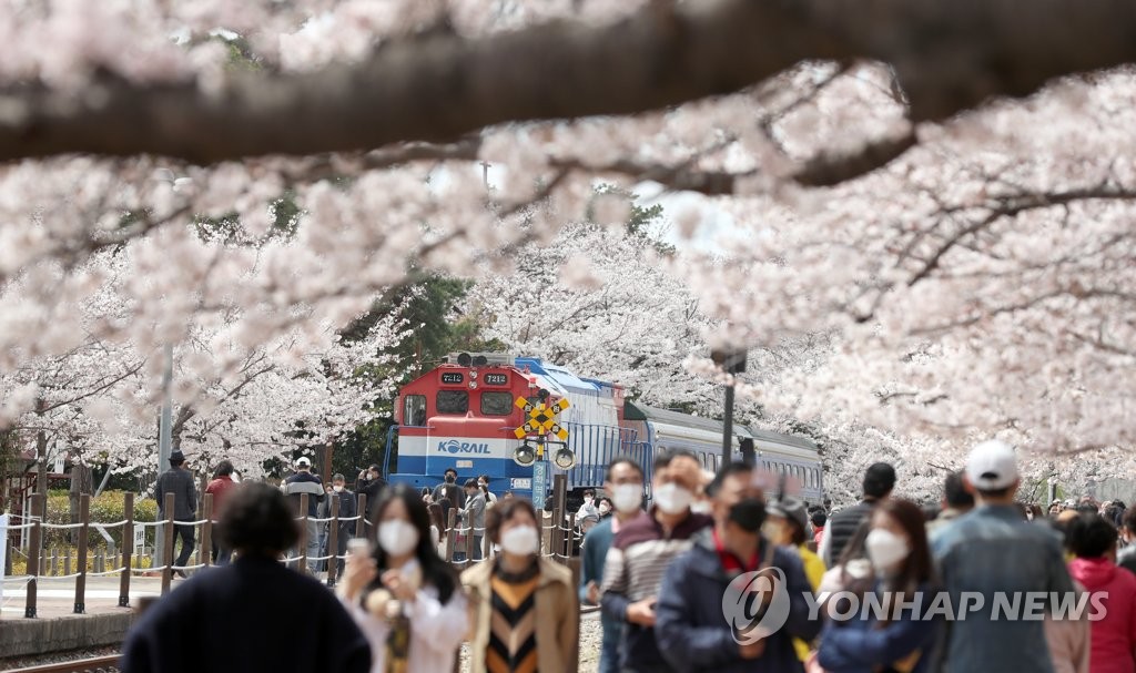 '진해 벚꽃 만개'…봄의 입구