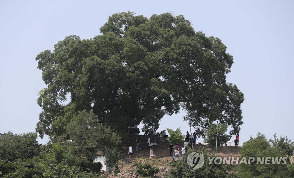 '이상한 변호사 우영우' 실제 팽나무