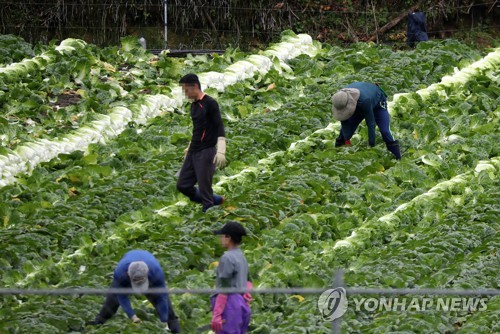 빗속 고랭지 배추 수확