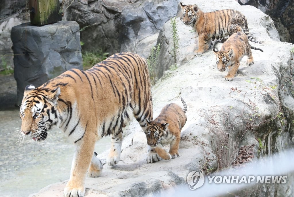 한가롭게 노는 100일 맞은 백두산호랑이 3남매