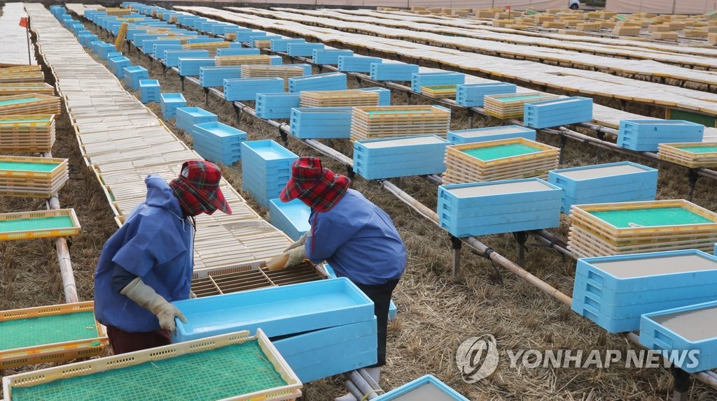 밀양에서만 볼 수 있는 겨울 풍경