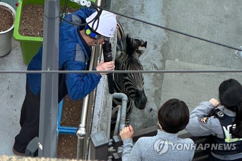 주택가 활보하는 얼룩말