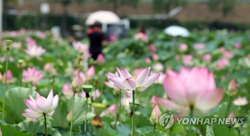 [사진톡톡] 연꽃 계절…함안에 '고려시대 연꽃' 테마파크서 활짝