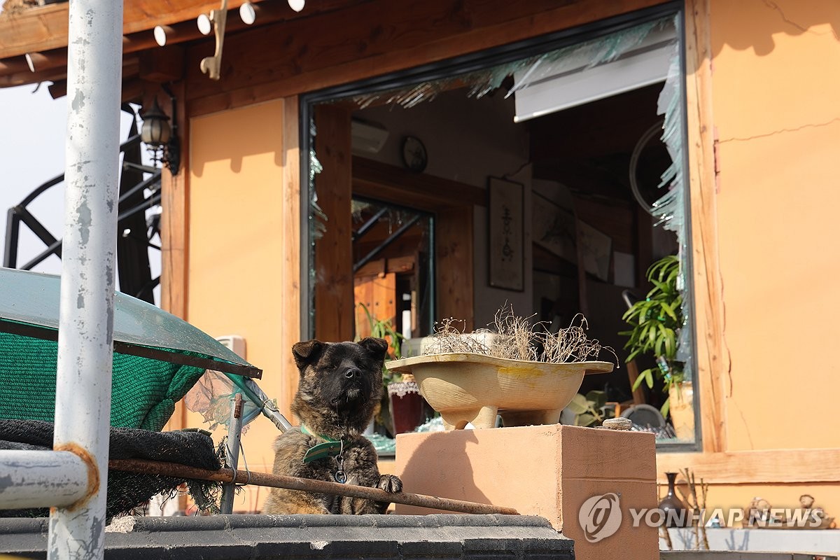 A dog looked behind a fence by a damaged house on the site of an accidental jet bombing on a Pocheon village, about 40 kilometers north of Seoul, on March 7, 2025, one day after the two KF-16 aircraft of the Air Force released eight Bombs from Air-Surface. (Yonhap)