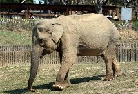 서울대공원 국내 최고령 코끼리 사쿠라…하늘로 떠난 주인공