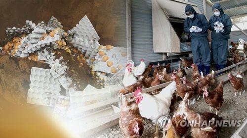 كوريا الجنوبية تبلغ عن حالة إصابة إضافية بإنفلونزا الطيور شديدة الإمراض - 1