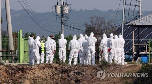 كوريا تؤكد إصابة جديدة بمرض الحمى القلاعية - 1
