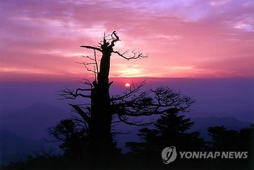 This file photo shows a view from Mount Taebaek at sunrise. (Yonhap)