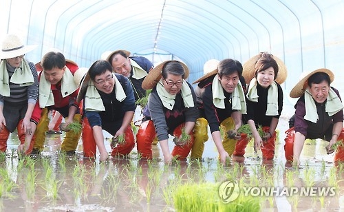 Icheon carries out 1st rice planting in S. Korea for 30th year