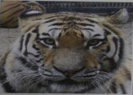 S. Korea's forest service to release 3 Siberian tigers into arboretum