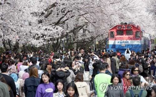 This image shows a street packed with visitors in Jinhae during the Jinhae Gunhangje Festival in 2019. (Yonhap)