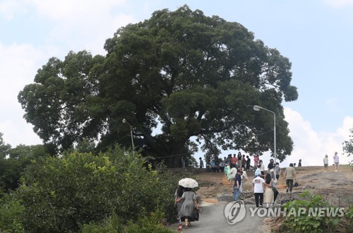 Tourists visit an old hackberry tree in Changwon, South Gyeongsang Province, on July 29, 2022, as the tree has gained public interest since it appeared in the popular TV drama series "Extraordinary Attorney Woo." (Yonhap)