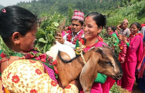 This undated photo, provided by Heifer International Korea on Dec. 22, 2022, shows a Nepalese giving one of her goats to a neighbor after raising them with the help of the organization. (PHOTO NOT FOR SALE) (Yonhap)