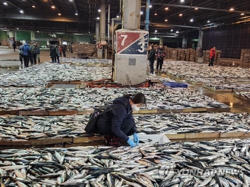 This file photo shows an official taking samples from mackerels to check their radiation levels at a fish market in the southeastern port of Busan on Feb. 28, 2023. (Yonhap) 