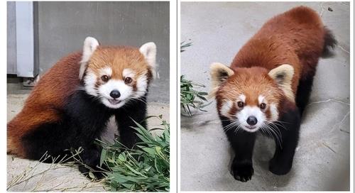 Red Panda, Species