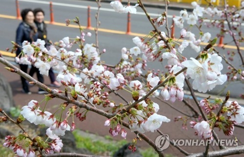 済州地域で開花した桜＝（聯合ニュース）
