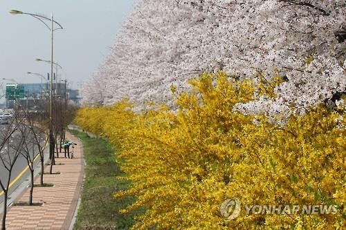 韓国人も愛する桜 否定的なイメージから春の代名詞に 聯合ニュース