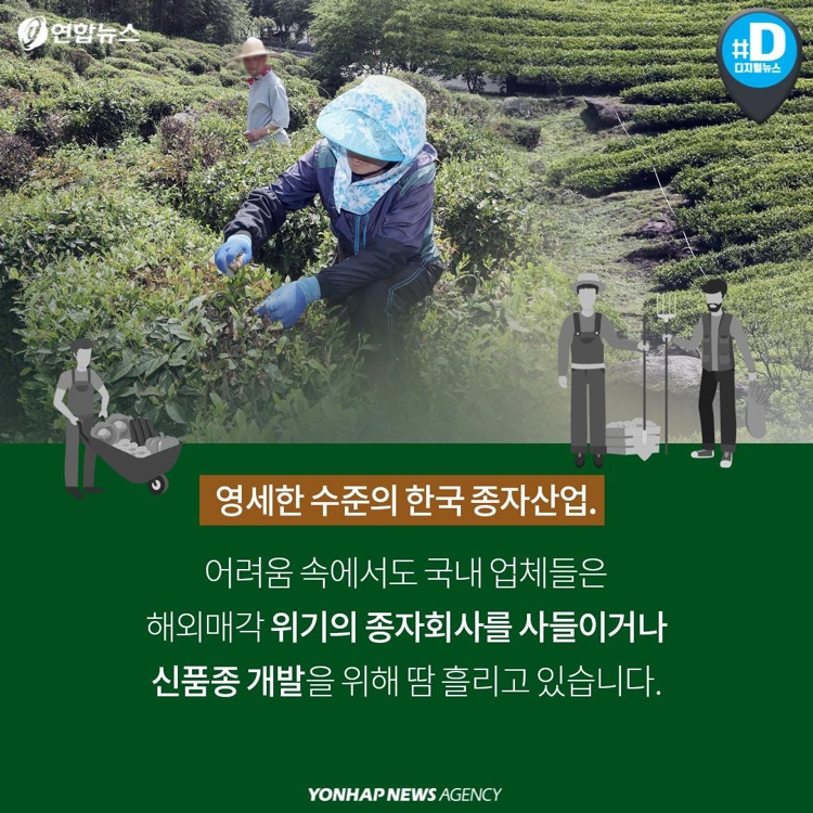[카드뉴스] "무·배추 종자권 절반은 외국기업 소유"…종자주권 지켜야 - 8