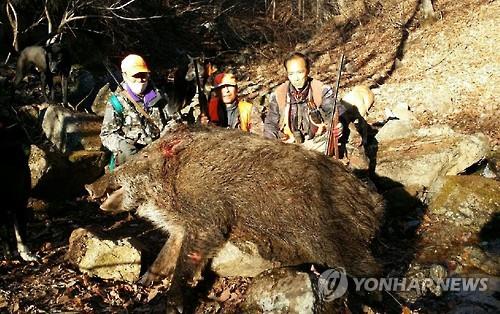 사람도 공격한 삼척 멧돼지 개체 수 감소…집중 소탕 성과 | 연합뉴스