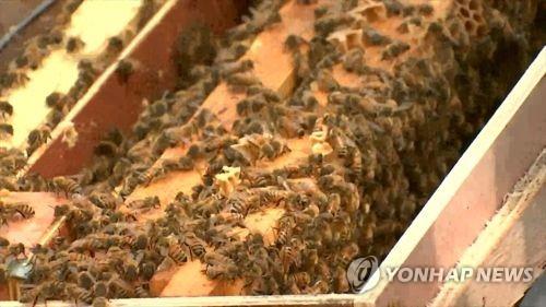 '양봉산업 활성화' 충남도 2022년까지 밀원수단지 3천㏊ 조성