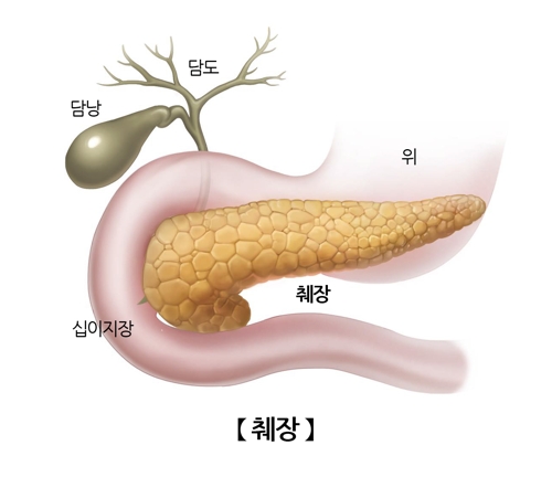 인슐린이 분비되는 췌장