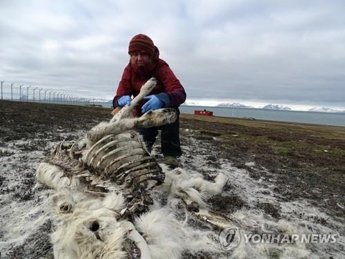 북극해의 스발바르 제도에서 순록 사체를 살펴보고 있는 노르웨이극지연구소 연구원[AFP=연합뉴스]