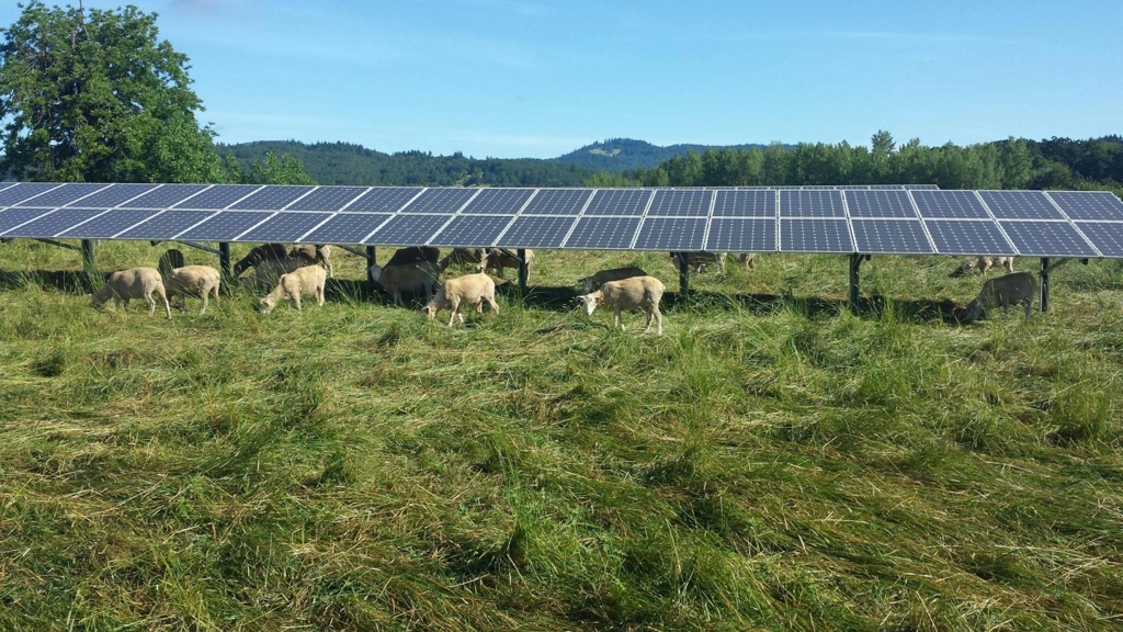 양이 방목되는 목초지에 설치된 오리건주 태양광 패널 