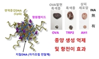 항암 면역 증강 실마리 '핵산 복합물질' 개발