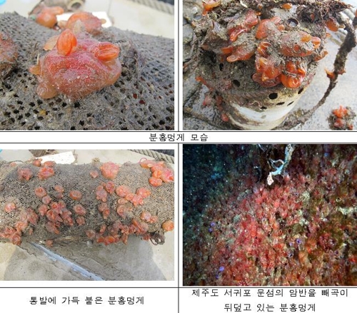 양식장 피해 주는 외래종 '분홍멍게' 제거 착수 | 연합뉴스