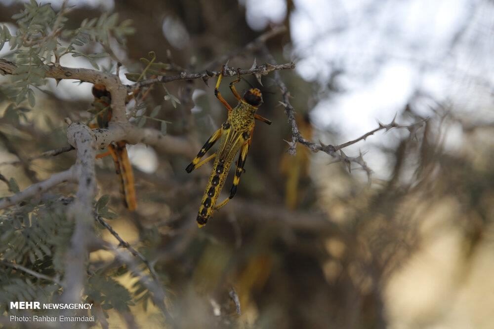이란 남부 호르모즈간 주에서 농작물에 피해를 주는 메뚜기